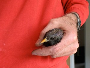 Bird in the hand