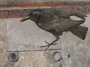 Starling in wood Stove