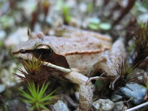 The clever Alaskan wood frog