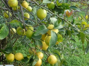 Hellenic lemon tree