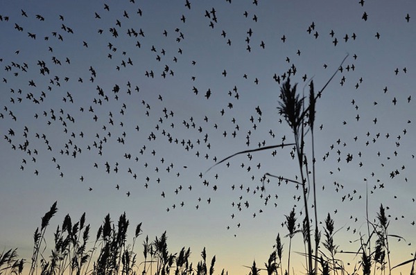 Starlings in flight. (Photo: Dave Lumb)