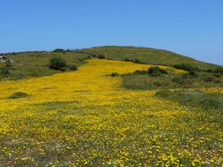 Daisies: what we’d be missing on the island of Andros. 