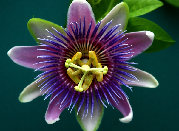 Boleman-Herring-the-Passifloraceae.jpg