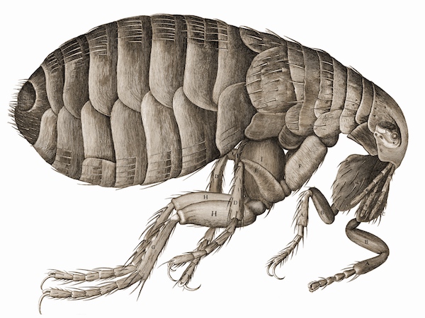 “So, naturalists observe, a flea/Has smaller fleas that on him prey;/And these have smaller still to bite ’em,/And so proceed ad infinitum.”