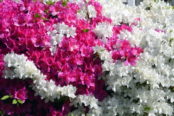 Azalea time at the Masters.