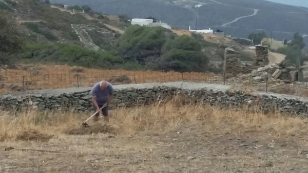 My man with his hoe in part of our thistle kingdom.