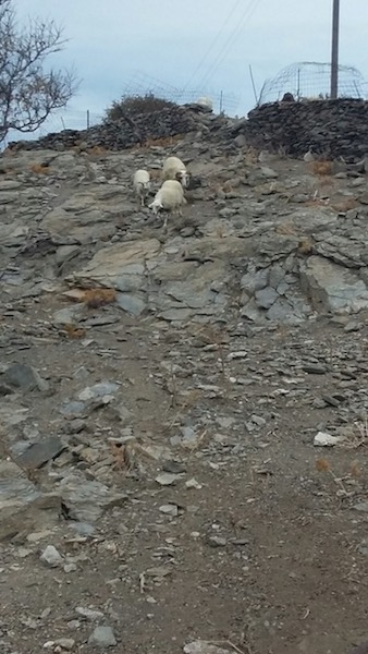 The first of the flock of about 20 sheep coming for their snack. You can see why they are so eager.