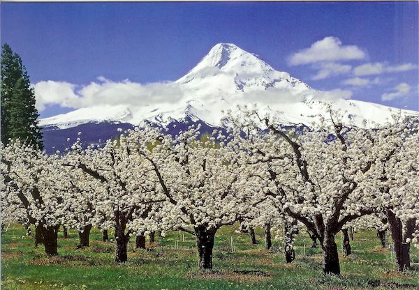 Pear trees in the Upper Hood River Valley, April.