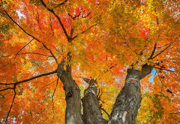 Sugar maple in its fall glory.