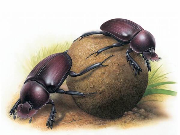 “Dung Beetles,” © Steve Roberts / Footprint Design, Painting commissioned for the 2008 International Congress of Entomology in Durban, South Africa.