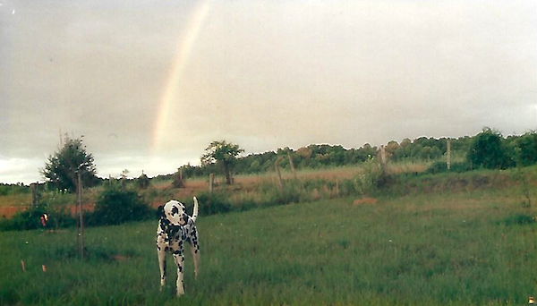 Ouzo, at the end of his rainbow.