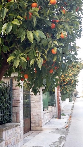 Bitter orange trees are found all over the city, from Syntagma to the suburbs.