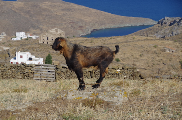 Young goat on a rock, Kythnos, 2018.