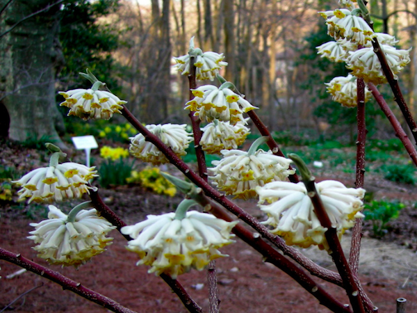 Edgeworthia.