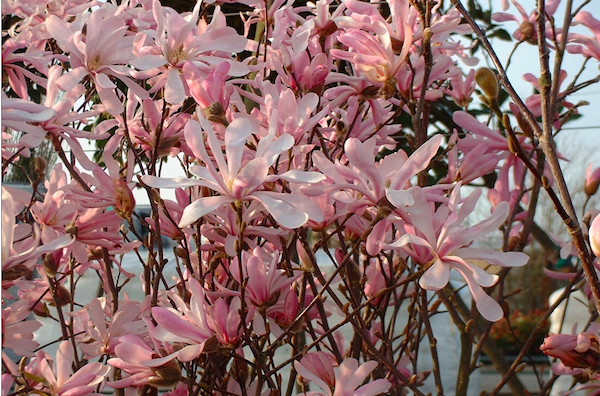 Magnolia Leonard Messel.