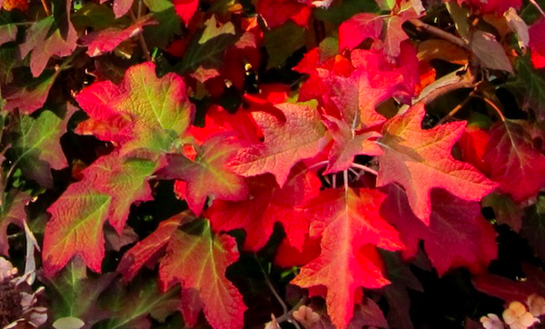 Oakleaf Hydrangea.