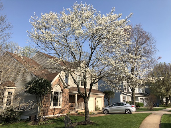 Unusually large shadblow/serviceberry.