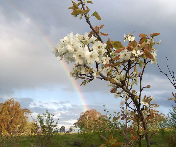 Pear in spring bloom.