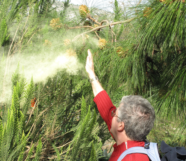 Pine pollen cloud.