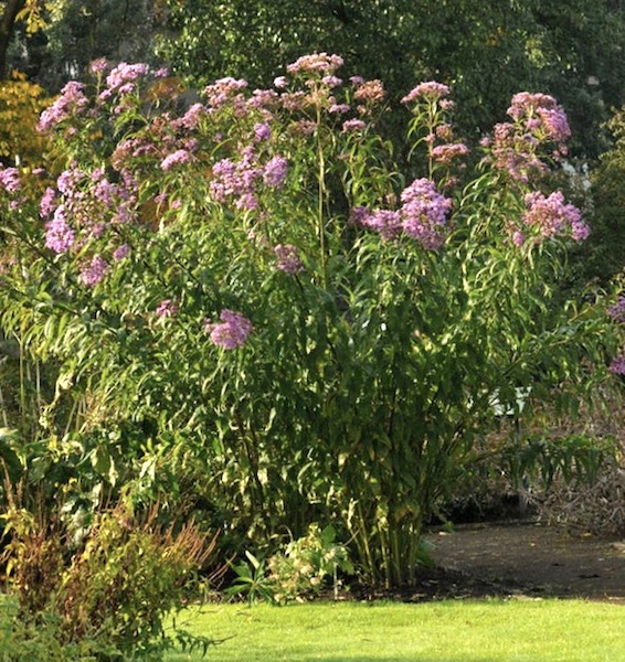 Ironweed in the garden.