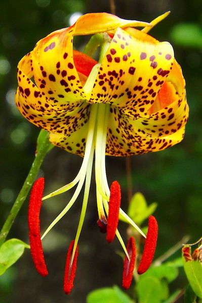 Lilium superbum, the native Turk’s Cap Lily.