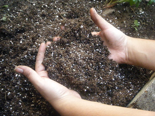 Hands in potting mix.