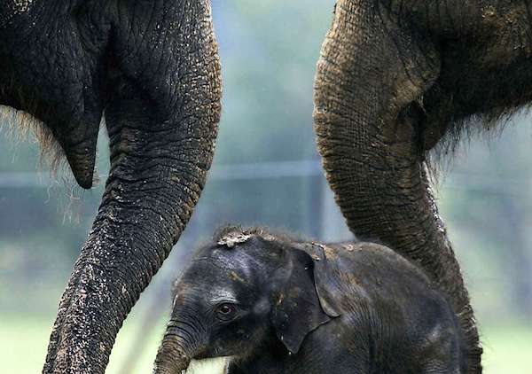 Elephant empathy. (Photo: Getty Images.)