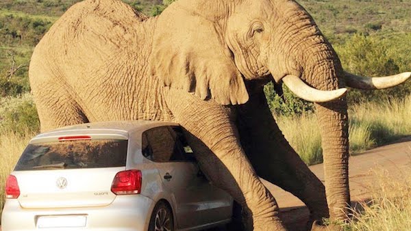 Pachyderm at work. (Photo: Getty Images.)