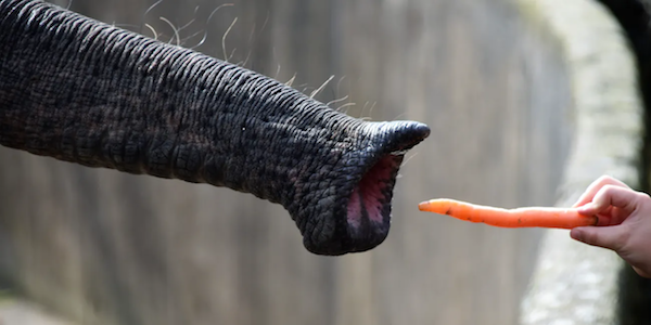 Elephant’s precision instrument.