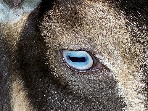A goat eye.