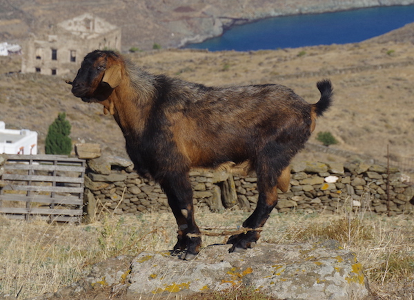Young goat on a rock, Kythnos, 2018. 