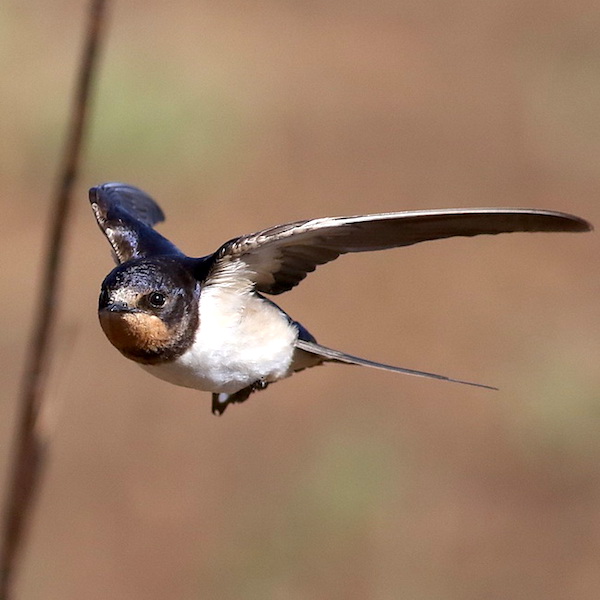 Barn Swallow. (Photo by Derek Keats.)