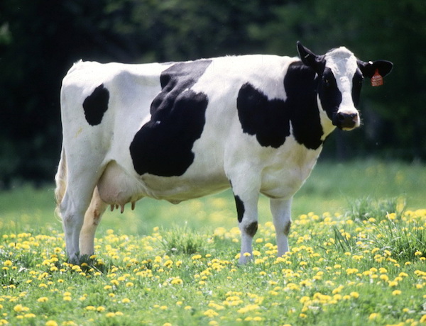 Holstein Friesian cow: productivity’s ideal type (USDA)