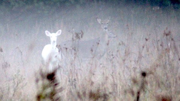 Albino deer, Wood County, Wisconsin.