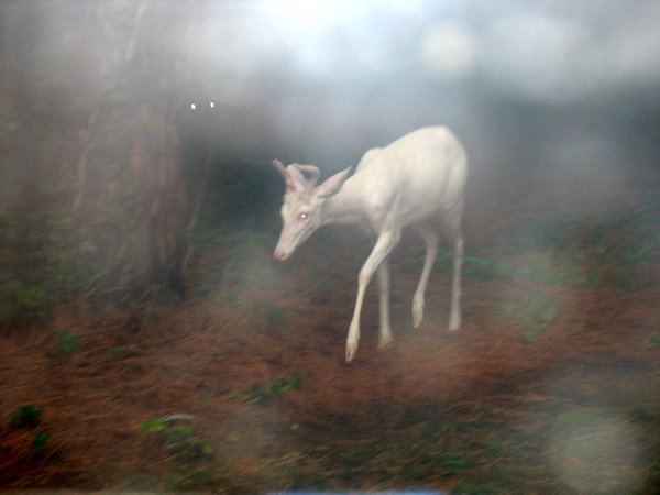 The White Deer,” by Kay Goldstein.