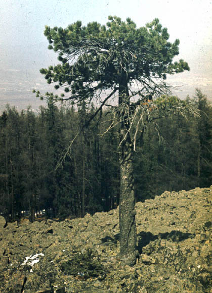 Russian cedar.