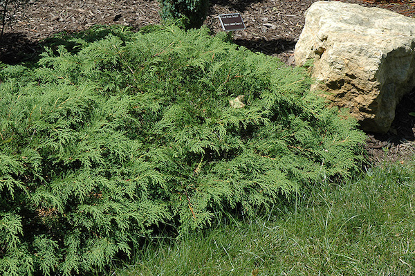 Siberian cypress.