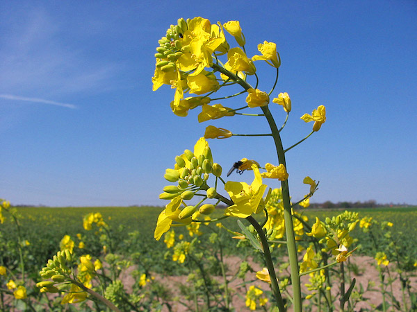 Wild Russian cabbage.