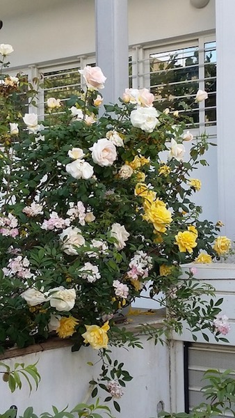 Banksia roses, white or yellow, climb up many of Kifissia’s trees.