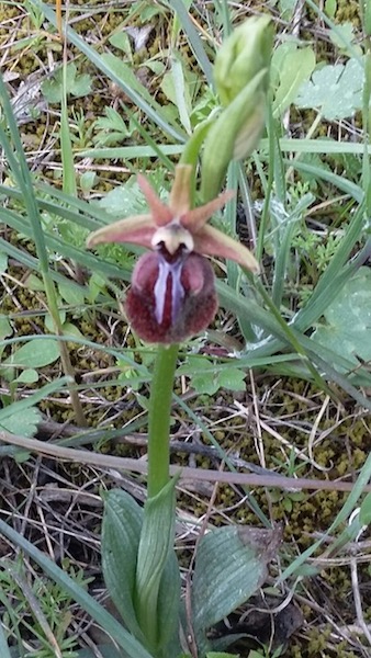 Bee orchid, just one of the four or five different species thriving in the field in March.