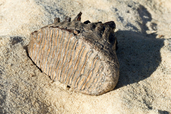 Fossilized Woolly Mammoth tooth found on a Carolina beach.