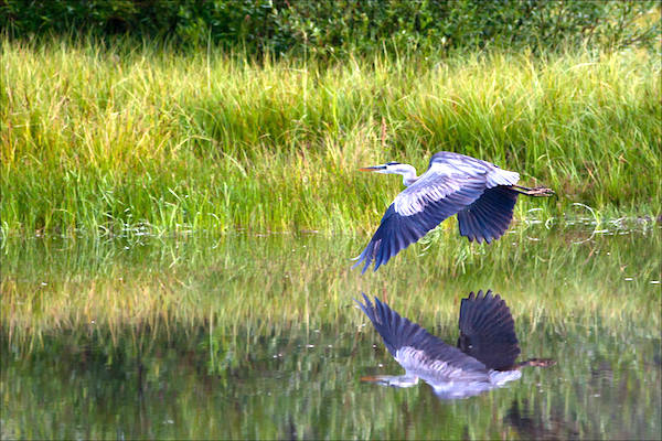 “Great Blue Heron Reflected.” (Photo: Christopher Martin Photography.[ https://christophermartinphotography.com/2010/08/02/great-blue-herons-at-wild-rose/])