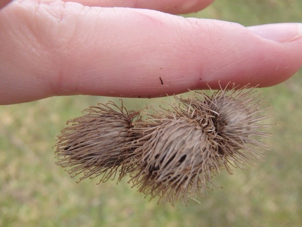 The burrs of the Burdock plant.