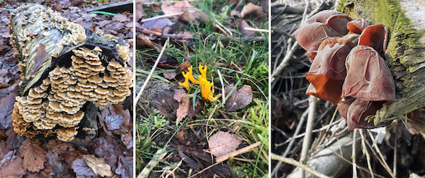 Coriolus versicolor, Bracket Fungus; Calocera viscosa, Yellow Staghorn; and Auricularia aricula-judae, Wood Ears. (Photos 1 & 2: Rachel Pinks; Photo 3: Jacqueline Bradley.)