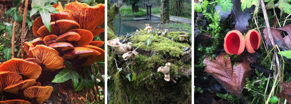 Flammulina velutipes, Velvet Shank; Pleurotus, a type of Oyster Mushroom; and Sarcoscypha austriaca, Scarlet Elfcup. (Photos: Rachel Pinks.)