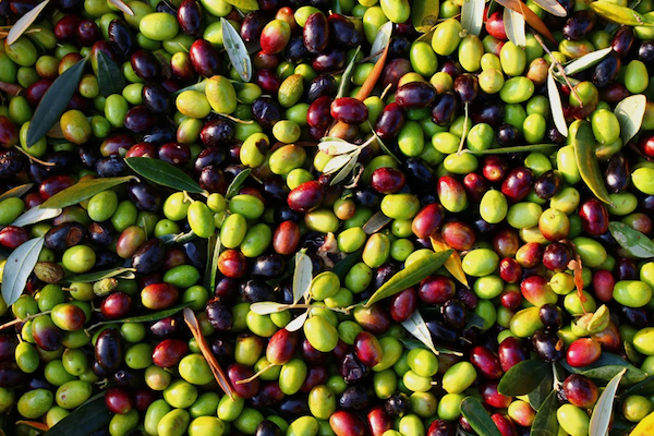 Andriot olives. (Photo: Andros Greece Blog)