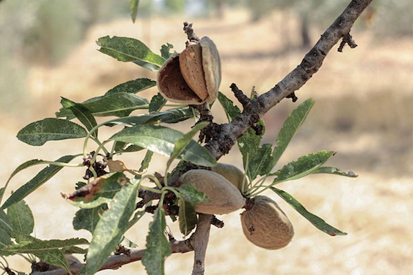 Greek almond harvest. (Photo: Alexandra Mitsiou)