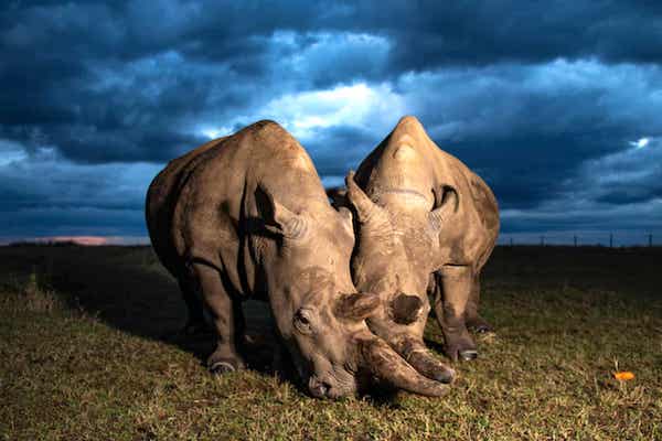 The planet’s last two northern white rhinos; both female, mother and daughter. (Photograph: Gurcharan Roopra.)