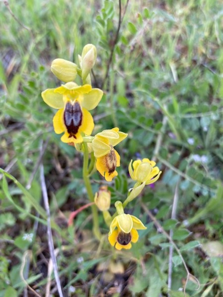 One of the many types of orchid found in our corner of Kifissia.