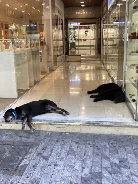 Happy pooches slumbering in an arcade on what is normally Athens’s busiest shopping street.